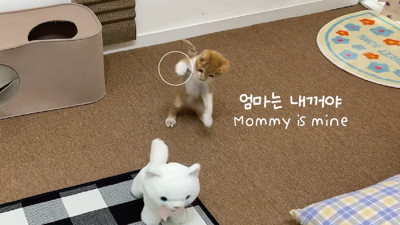 아기고양이 앞에서 고양이인형을 예뻐했다? 냥펀치 맞을 확률을 구하시오… - Youtube