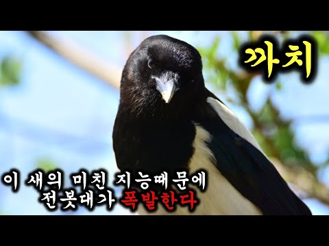 우리나라 깡패 까치에 대해 알아보자