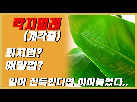 깍지벌레(개각충) 퇴치법?! 생기는이유?! 예방법까지!! [화파남]