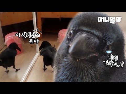 똑똑하다고 소문난 까마귀 까돌이가 태어나 처음 자기 얼굴을 보고 보인 반응ㅣCrow's Freaked Out Upon Seeing His Face For The First Time