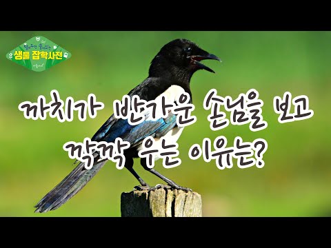 [알쓸생잡 30화]까치가 반가운 손님을 보고 깍깍 우는 이유는?