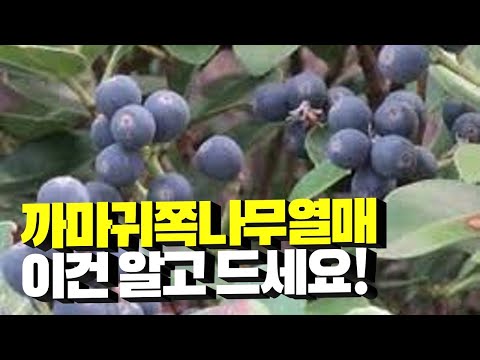 까마귀쪽나무열매 이것만은 알고 드세요! 유래, 효능, 먹는 법, 구입가격까지 싹 다 알려드립니다!