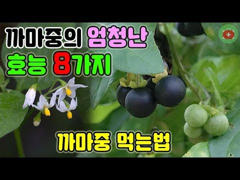 당신이 몰랐던 까마중의 엄청난 효능 8가지. 까마중 먹는법 | SHARE 건강정보