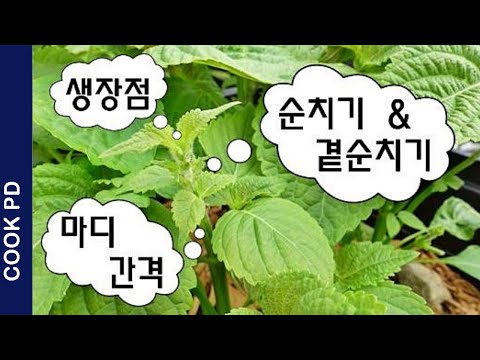 깻잎 화분에서 키우기 제3편 순치기/곁순치기/생장점/수확량 Organic Cooking Gardening