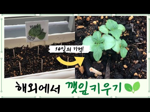 해외에서 깻잎 키우기 도전🌱 씨앗부터 발아까지 14일간의 변화⭐️