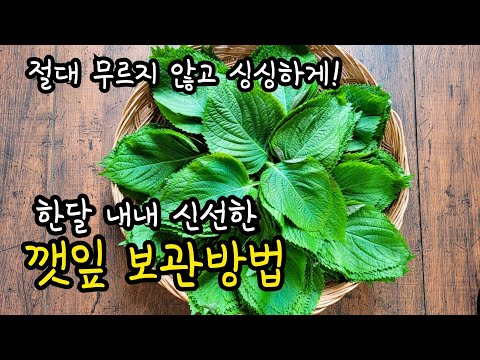 [알토란깻잎보관법] 한달동안 싱싱하게 깻잎보관하는법 2가지! 깻잎세척부터 자세히! 절대 무르지 않고 시들지 않아요