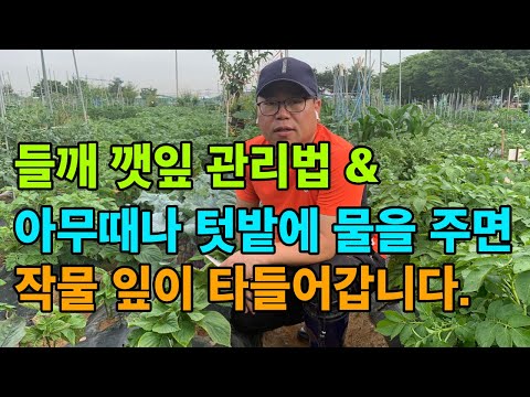 들깨 깻잎이 타들어 갔어요. - 아무때나 텃밭에 물을 주면 안되는 이유 - 들깨 관리법