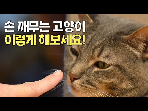 손 무는 고양이 버릇 고치기