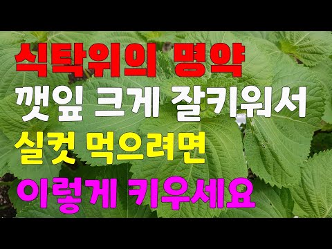 화분에 깻잎 키워서 날마다 뜯어먹으려면👉이렇게 키우세요