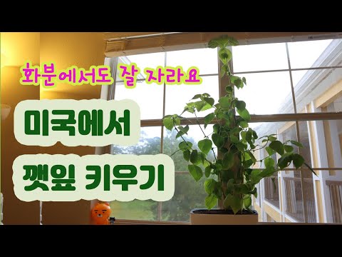 미국에서 깻잎 키우기 🍃 1m 넘게 자란 깻잎! 화분에서 깻잎 키우기 성공했어요 🌱