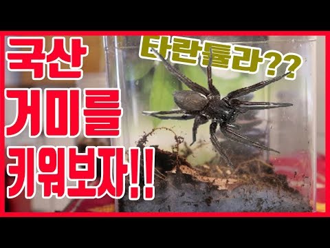 타란튤라 같은 깔때기 거미를 잡아서 키워보자! Catch Korean spider and raise [헌터퐝]