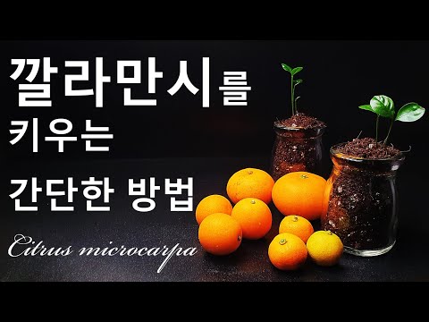 깔라만시를 키우는 간단한 방법｜나만의 깔라만시나무 키우기｜칼라만시 키우기｜How to grow #15 Kalamansi