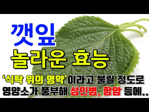 깻잎의 놀라운 효능 8가지 & 부작용 / ‘식탁 위의 명약’이라고 불릴 정도로 영양소가 풍부해 성인병, 암예방, 피부미용 등에 효과적입니다.