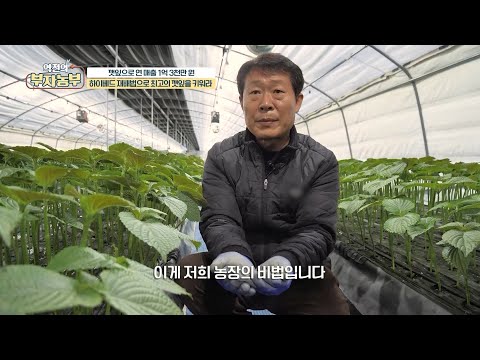 [깻잎 농사로 연매출 1억 3천만 원!] 깻잎 뿌리가 활착이 잘되는 부자농부의 비법은??