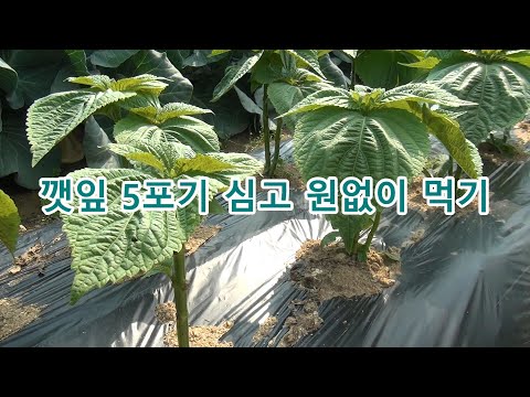 깻잎 5포기 심고 원없이 먹는 깻잎재배 방법