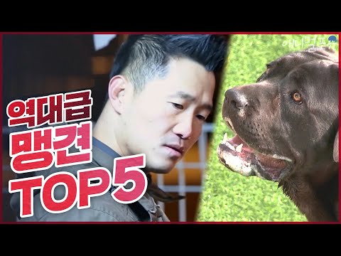 (풀버전)역대급 폭군견들을 제압하는 개통령 강형욱 맹견 TOP5  [개는 훌륭하다]  #메리 #쿤 #진돗개 #희망이 #강형욱