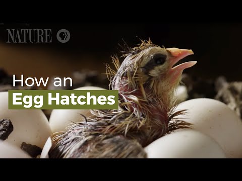 How an Egg Hatches