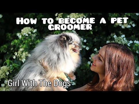 How to become a pet groomer | How much money do groomers make?