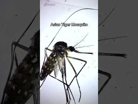 Mosquitoes Under Microscope (Asian Tiger Mosquito)