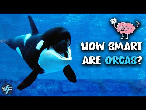 This Is Why Orcas Are One Of The Smartest Animals