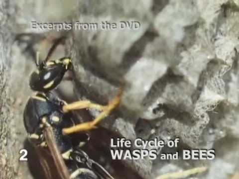 Life Cycle of Wasps & Bees.wmv