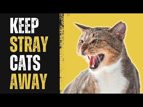 How To Get Rid Of Stray Cats Permanently?Super Effective Methods