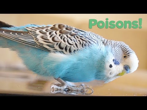 What Foods are Poisonous to Birds? | Budgie Care