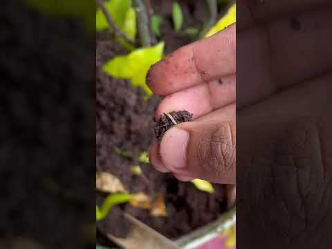 White worms in soil