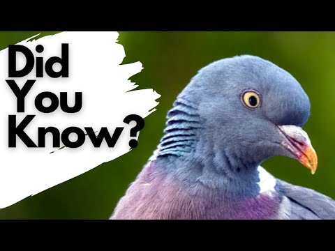 Things you need to know about WOOD PIGEONS!