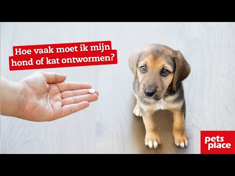 Hoe vaak moet ik mijn hond of kat ontwormen?