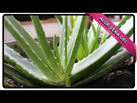 HOE MAAK JE ALOE VERA GEL❓ 😱  | GEZONDHEIDSGOEROE