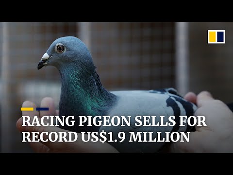 Belgian racing pigeon flies past record to sell for nearly US$1.9 million at auction