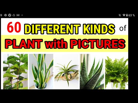 DIFFERENT KINDS OF PLANTS | PLANT NAMES  A-Z | LIST OF HOUSEPLANTS | INDOOR PLANTS