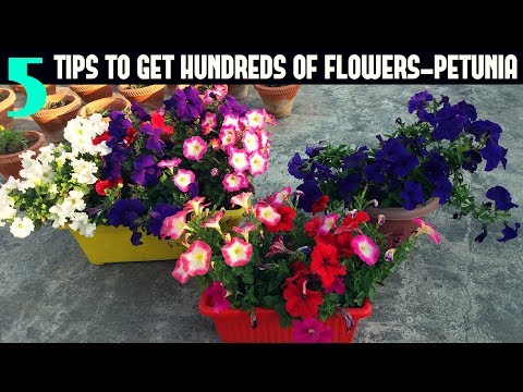 How to Keep your Petunias Looking Full and Flowering- PETUNIA CARE