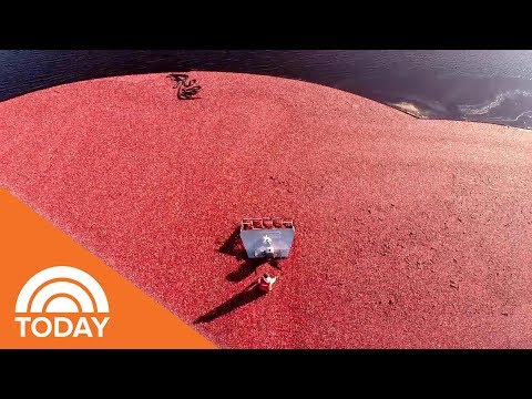 How Ocean Spray Jellied Cranberry Sauce Is Made | TODAY