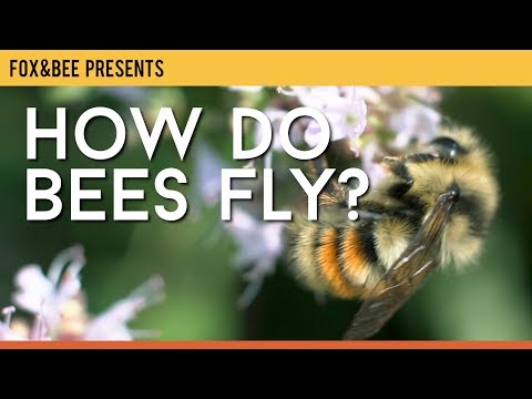 How Do Bees Fly?