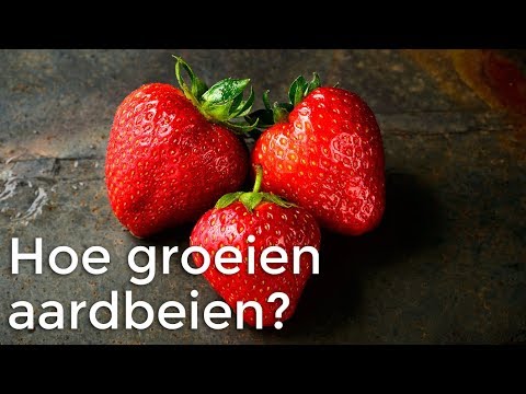 Hoe groeien aardbeien? | Doen Ze Dat Zo? | Het Klokhuis