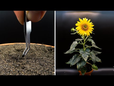 Growing Sunflower Time Lapse - Seed To Flower In 83 Days