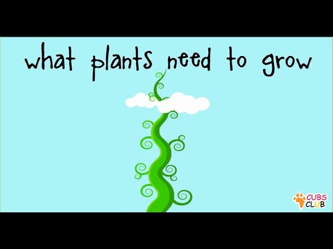 What do Plants Need to Grow?