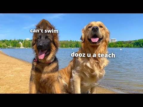 My Dogs Go On A Beach Trip