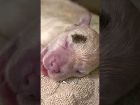 The Last Puppy Born Isn't Breathing! 😭 | Bondi Vet #shorts