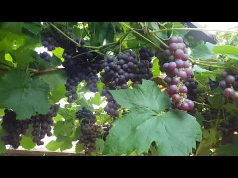 Druiven leiden  langs pergola -  Vines On A Pergola