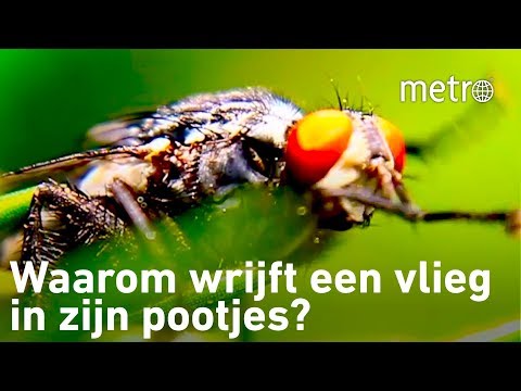 Waarom wrijft een vlieg in zijn pootjes? | Hoe zit dat?