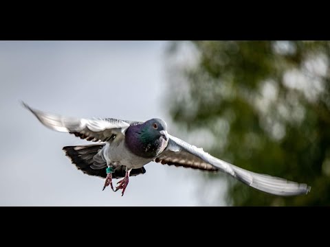 How to get your racing pigeons to fly faster ??