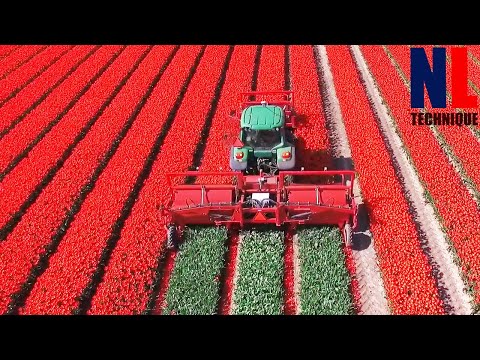 The Story of The Tulips - From Planting to Harvest Process With Modern Machines