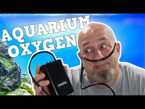 Are Aquarium Air Pumps Oxygen Tanks? Fish Tank Bubbles, Do You Need Them?