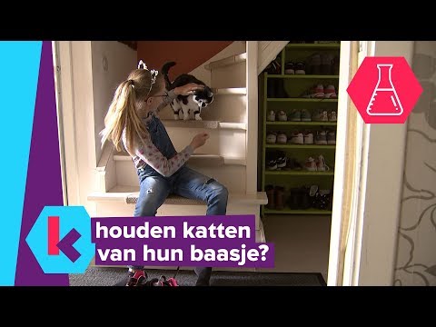 kunnen katten zich hechten aan hun baasje?