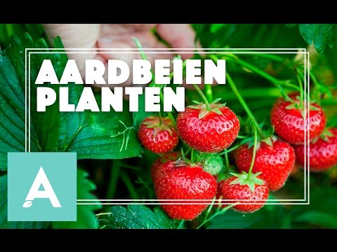 Aardbeien planten! - Grow, Cook, Eat #15