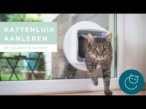 JE KAT LEREN OM DOOR HET KATTENLUIK TE GAAN - De gelukkige huiskat- kattengedrag