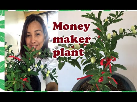 My Moneymaker Plant